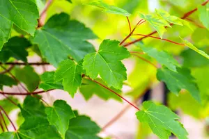 Acer rubrum 'October Glory' - MULTISTEM 150-175 CM C25 - image 2