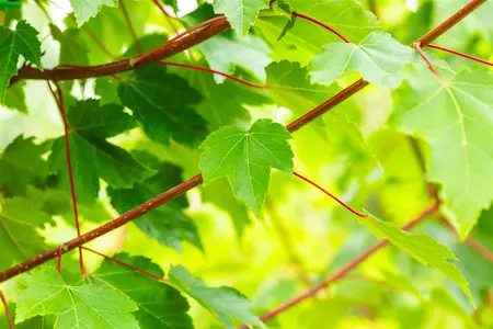 Acer rubrum 'October Glory' - MULTISTEM 150-175 CM C25 - image 4