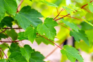 Acer rubrum 'October Glory' - 200-250 CM C20 - image 2