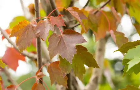 Acer rubrum 'October Glory' - STDS 6-8 CM - image 1