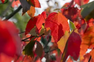 Acer rubrum 'Red Sunset' - 60-80 CM C4 - image 3