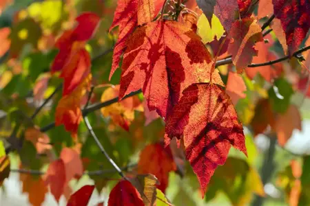 Acer rubrum 'Red Sunset' - 60-80 CM C4 - image 4