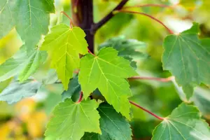 Acer rubrum 'Red Sunset' - 60-80 CM C4 - image 5