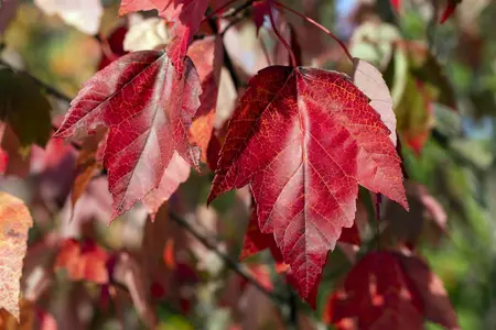 Acer rubrum 'Red Sunset' - STD 16-18 CM CONT    - image 2