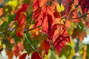 Acer rubrum 'Red Sunset' (Franksred) - 100-125 CM C3 WHIP - image 4