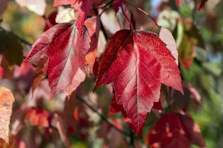 Acer rubrum 'Red Sunset' - 60-80 CM P9 WHIP - image 2