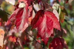 Acer rubrum 'Red Sunset' (Franksred) - 200-250 CM C5 WHIP - image 2