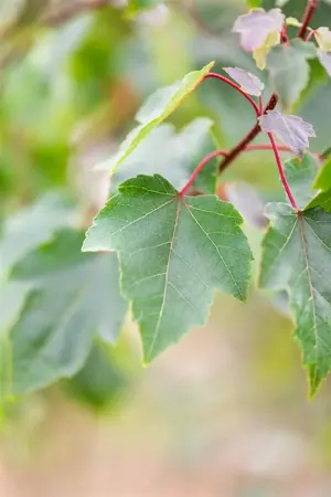 Acer rubrum 'Summer Red' - STDS 6-8 CM - image 2