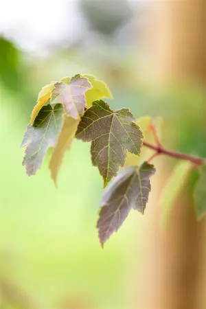 Acer rubrum 'Summer Red' - STDS 4-6 CM - image 4