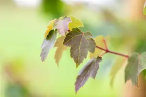 Acer rubrum 'Summer Red' - STDS 6-8 CM - image 3