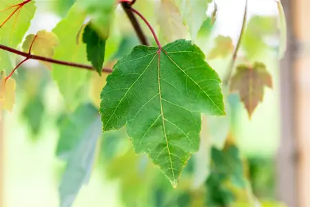 Acer rubrum 'Summer Red' - 150-175 CM C5 WHIP - image 5