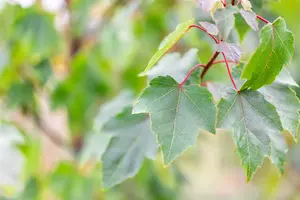 Acer rubrum 'Summer Red' - 100-125 CM C3 WHIP - image 1