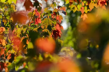 Acer rubrum 'Sun Valley' - STDS 6-8 CM CONT - image 2