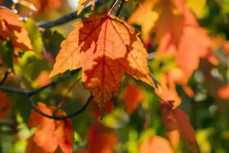 Acer rubrum 'Sun Valley' - STDS 6-8 CM CONT - image 3