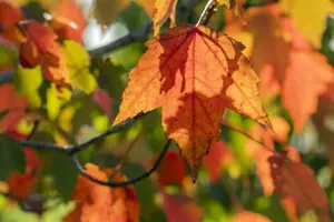 Acer rubrum 'Sun Valley' - STDS 6-8 CM CONT - image 4