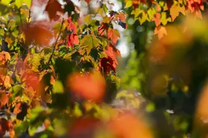 Acer rubrum 'Sun Valley' - STD 14-16 CM CONT - image 2