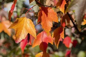 Acer rubrum 'Sun Valley' - 150-175 CM FTH. WHIP C10 - image 4