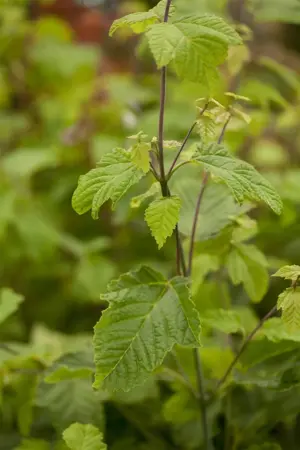 Acer rufinerve - MULTISTEM 175-200 CM C35 - image 1