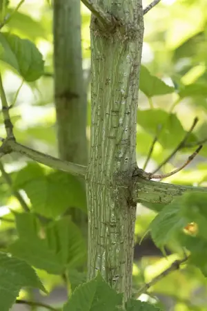 Acer rufinerve - MULTISTEM 175-200 CM C35 - image 3
