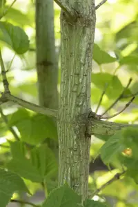 Acer rufinerve - MULTISTEM 175-200 CM C35 - image 3