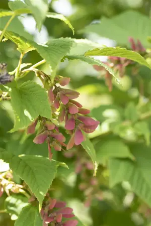 Acer rufinerve - MULTISTEM 175-200 CM C35 - image 4