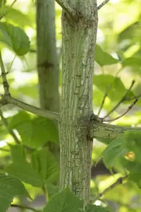 Acer rufinerve - MULTISTEM 175-200 CM C40 - image 3