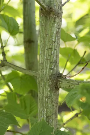 Acer rufinerve - MULTISTEM 200-250 CM C45 - image 3