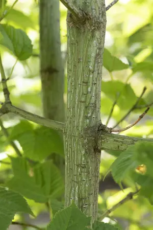 Acer rufinerve - MULTISTEM 175-200 CM C25 - image 3