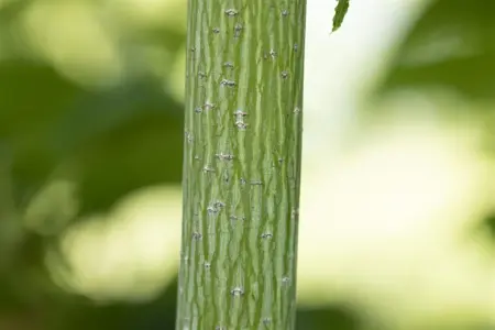 Acer rufinerve - 100-125 CM C12 - image 5