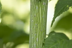 Acer rufinerve - MULTISTEM 175-200 CM C35 - image 2