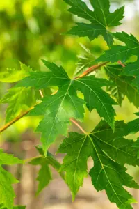 Acer saccharinum - 100-125 CM C10 - image 2