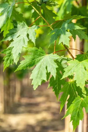 Acer saccharinum - 100-125 CM C10 - image 4