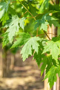 Acer saccharinum - 100-125 CM C10 - image 4