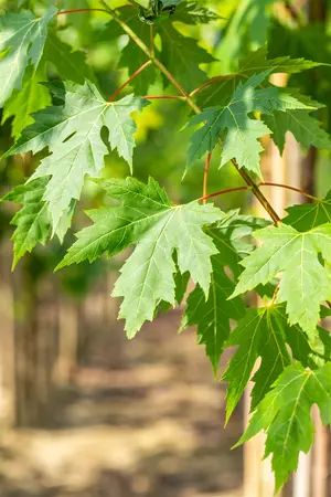 Acer saccharinum - 25-30 CM P9 - image 4