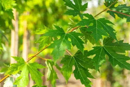 Acer saccharinum - 100-125 CM C10 - image 3