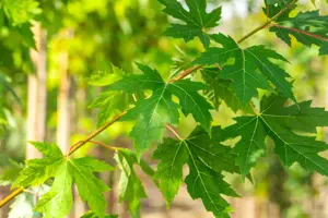 Acer saccharinum - 100-125 CM C10 - image 3