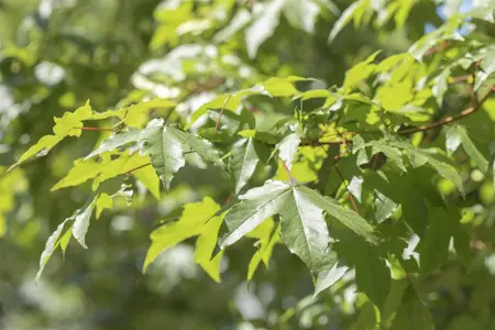 Acer saccharinum - STD 10-12 CM CONT - image 1