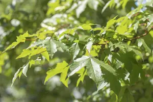 Acer saccharinum - STD 10-12 CM CONT    - image 1