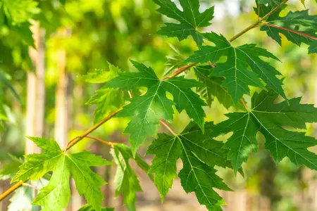 Acer saccharinum - STD 10-12 CM CONT - image 3