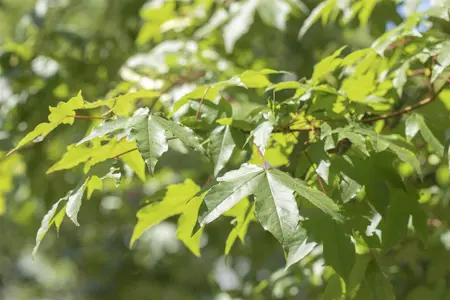 Acer saccharinum - 25-30 CM P9 - image 1