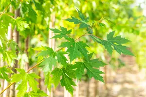 Acer saccharinum - STD 18-20 CM CONT - image 5