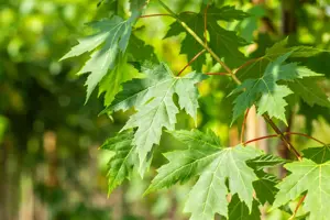 Acer saccharinum - 100-125 CM C10 - image 5