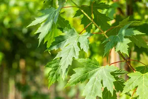Acer saccharinum - STD 10-12 CM CONT - image 5