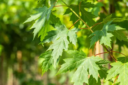 Acer saccharinum - STD 6-8 CM FEATHERED BR - image 4