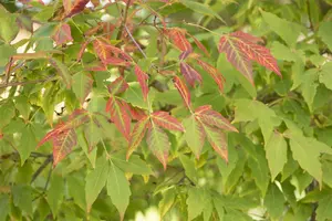 Acer saccharum - 60-80 CM C2 - image 4