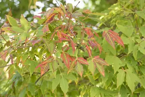 Acer saccharum - 60-80 CM C2 - image 5
