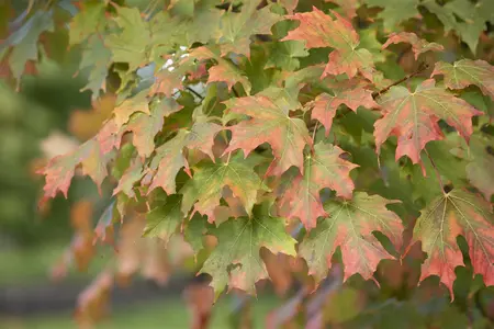Acer saccharum - 125-150 CM C3 WHIP - image 2
