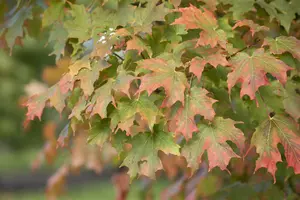 Acer saccharum - 125-150 CM C3 WHIP - image 2