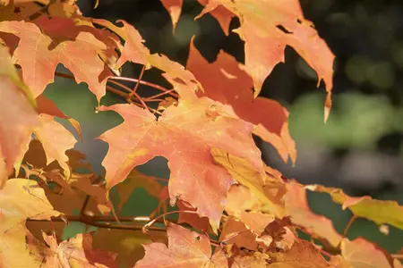 Acer saccharum - 125-150 CM C3 WHIP - image 3