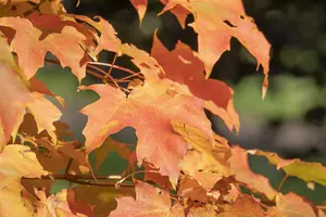 Acer saccharum - 125-150 CM C3 WHIP - image 3